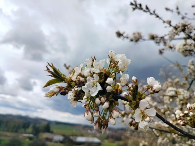 Rozkvetlá příroda na Jihlavsku
