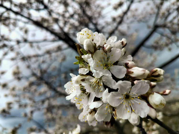 Rozkvetlá příroda na Jihlavsku