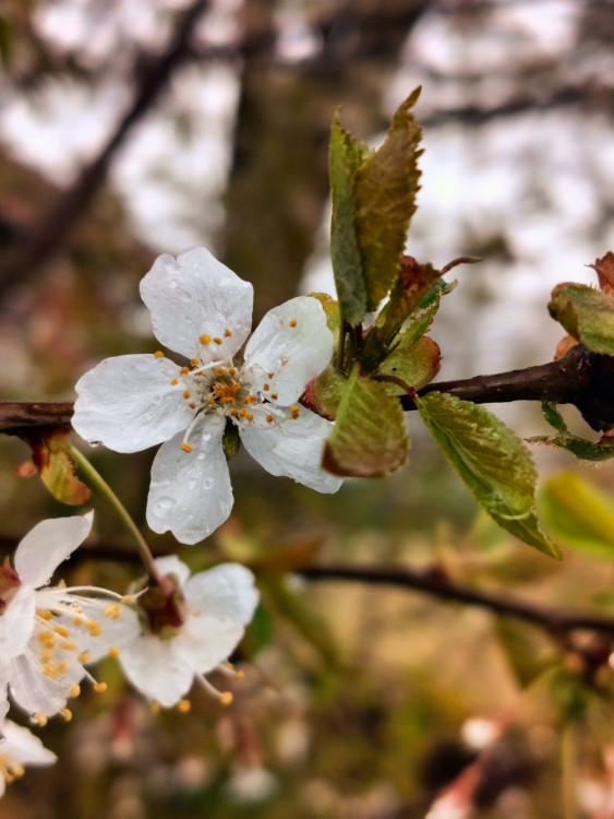 Rozkvetlá příroda na Jihlavsku