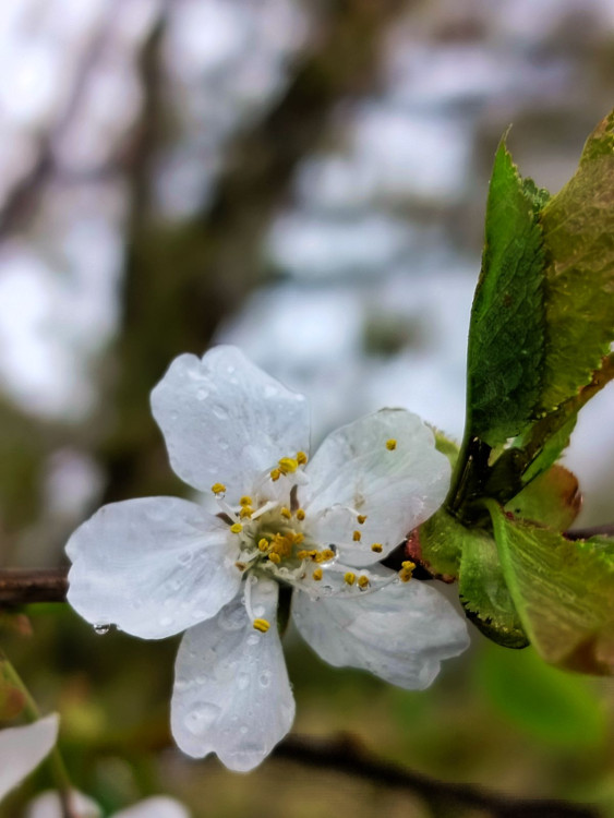 Rozkvetlá příroda na Jihlavsku