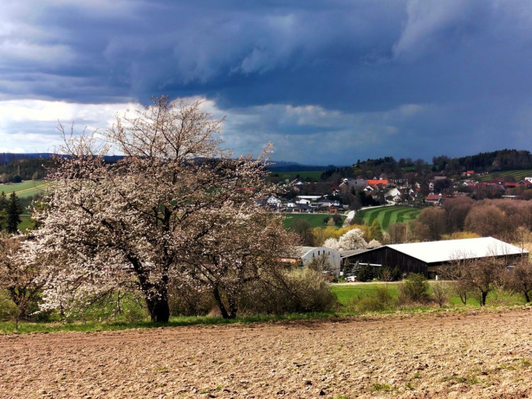 Rozkvetlá příroda na Jihlavsku