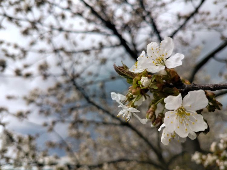 Rozkvetlá příroda na Jihlavsku