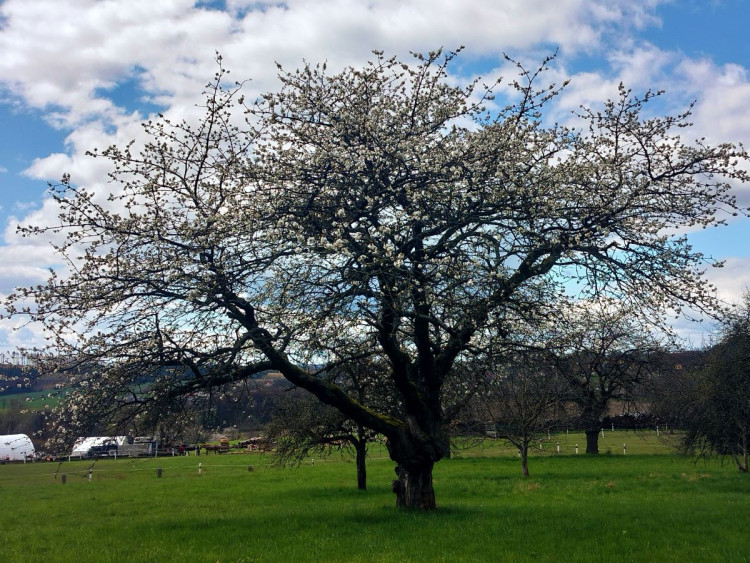 Rozkvetlá příroda na Jihlavsku