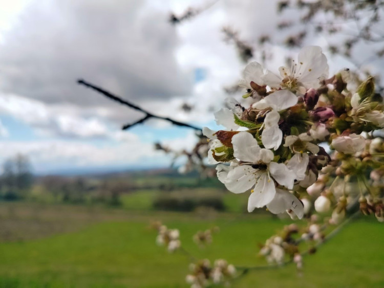 Rozkvetlá příroda na Jihlavsku