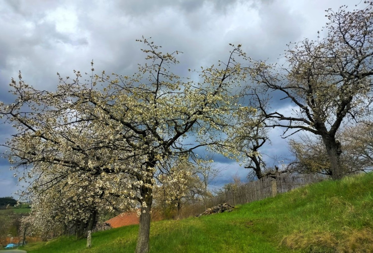 Rozkvetlá příroda na Jihlavsku