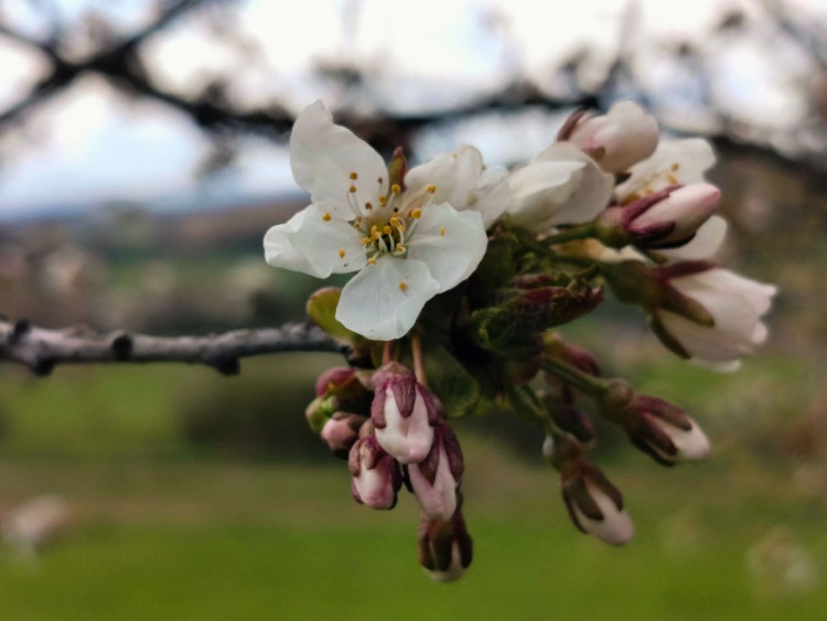 Rozkvetlá příroda na Jihlavsku