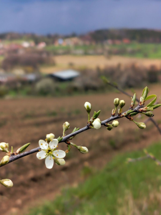 Rozkvetlá příroda na Jihlavsku