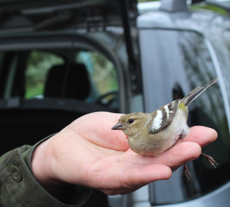 Vítání ptačího zpěvu 2023 v Jihlavě