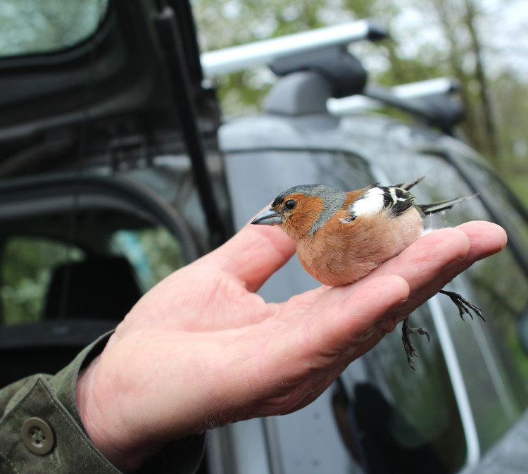 Vítání ptačího zpěvu 2023 v Jihlavě