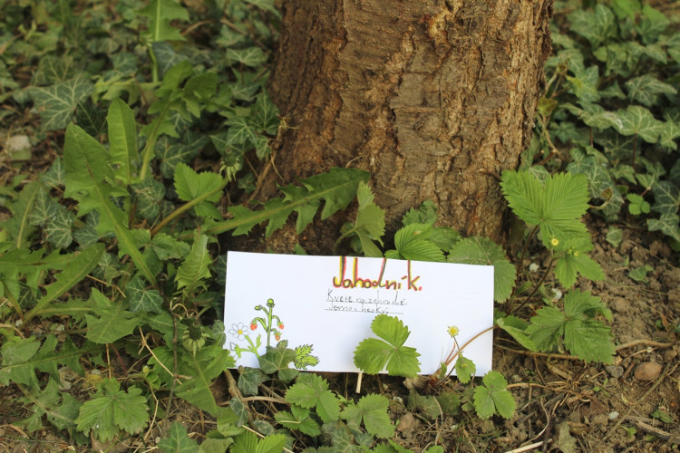 Nové prostory jihlavské ScioŠkoly