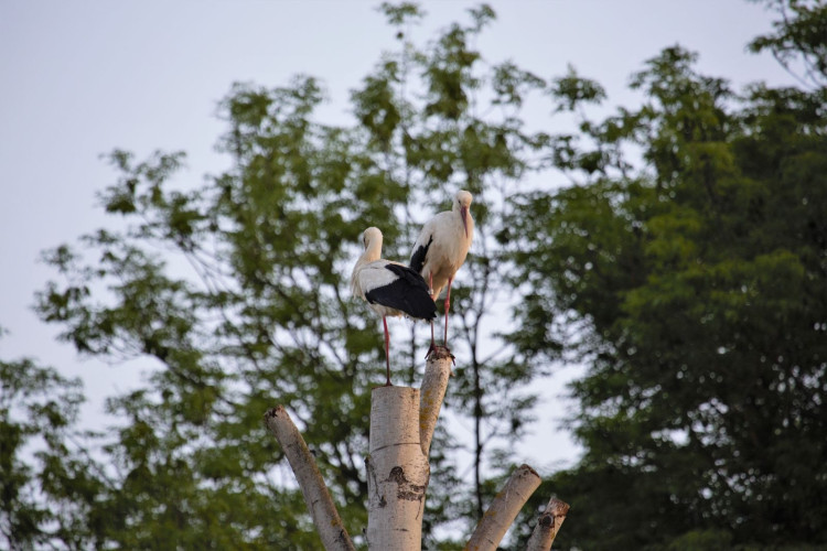 FOTOGALERIE: Radovánky čápů bílých