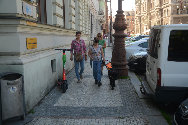 Mistrovství ČR vodicích psů v Liberci