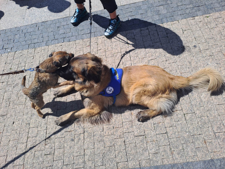 Mistrovství ČR vodicích psů v Liberci