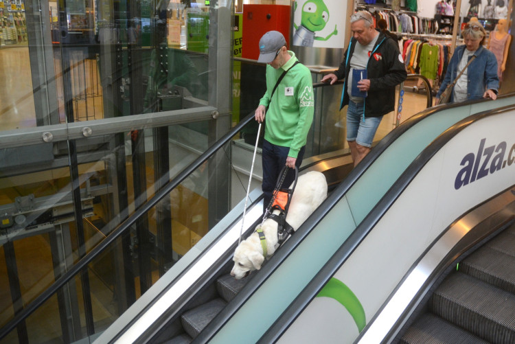 Mistrovství ČR vodicích psů v Liberci