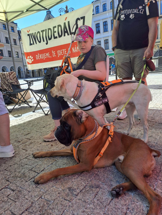 Mistrovství ČR vodicích psů v Liberci