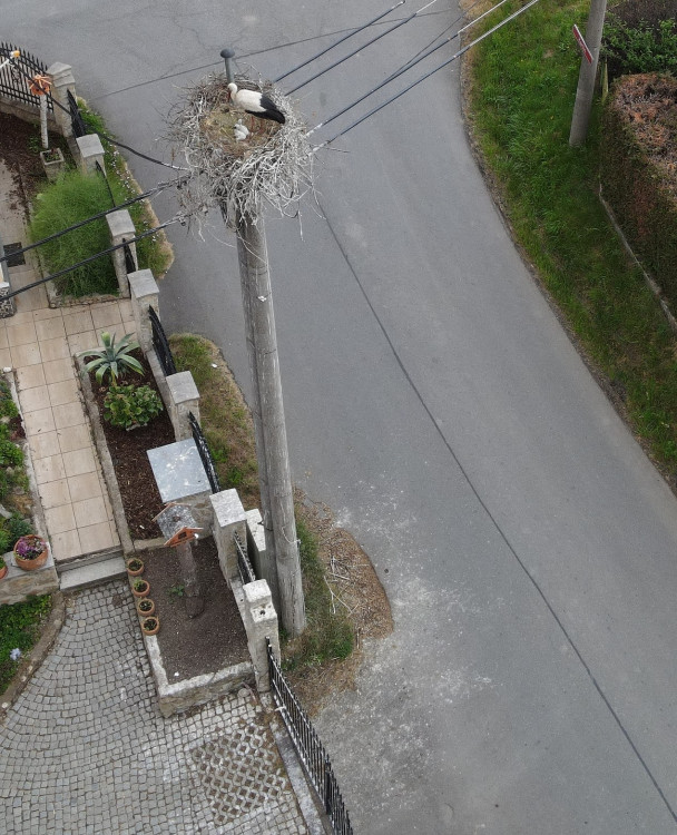 Hnízdo v Plané Karlín II. 