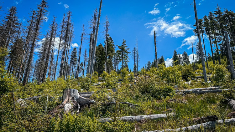 Cesta na vrchol Falkensteinu