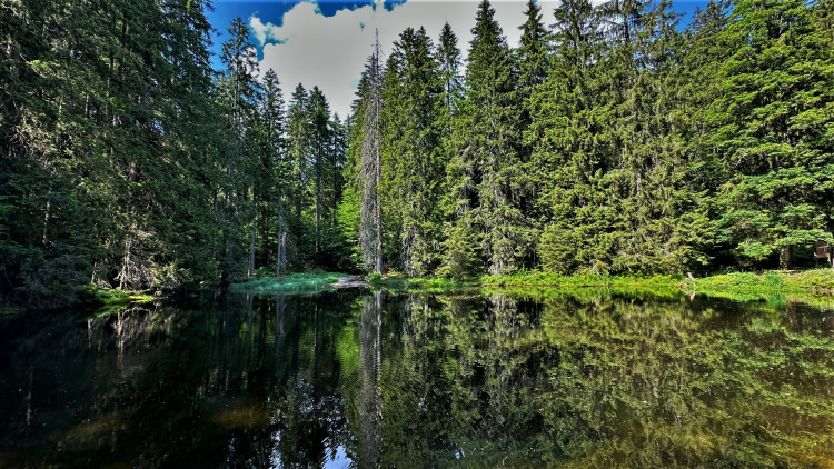 Plavební nádrž pod pralesem