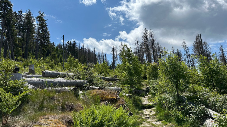 Cesta na vrchol Falkensteinu