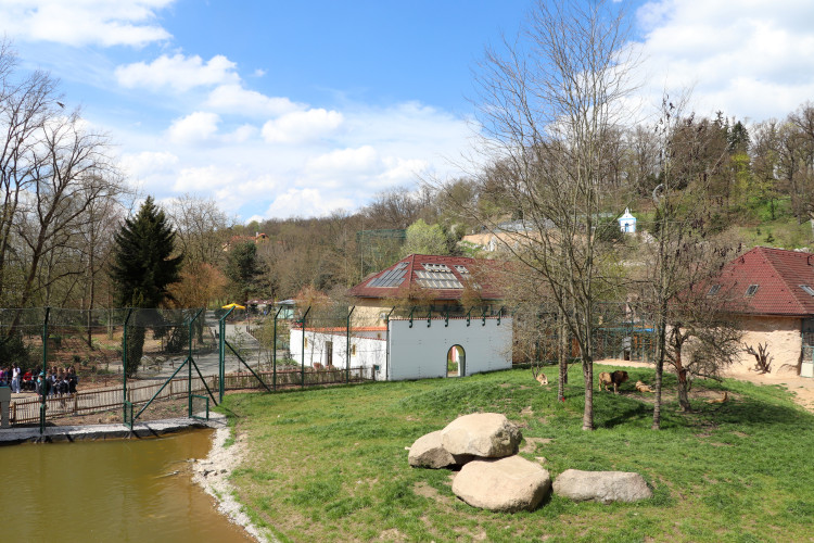 Zmodernizovaný výběh pro lvy v plzeňské zoo