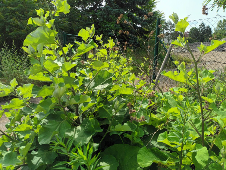 FOTOGALERIE: Jezdecká kasárna v Prostějově