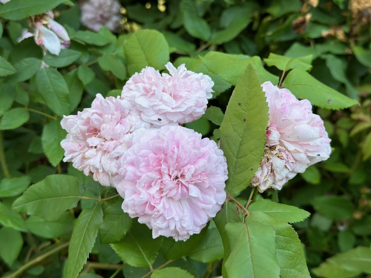 FOTOGALERIE: Růžová zahrada na zámku Nebílovy