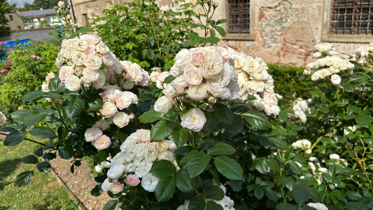 FOTOGALERIE: Růžová zahrada na zámku Nebílovy