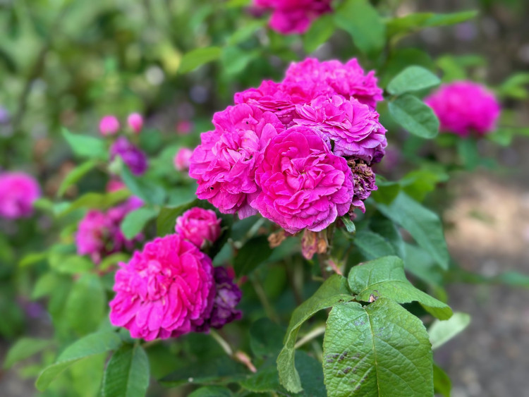 FOTOGALERIE: Růžová zahrada na zámku Nebílovy