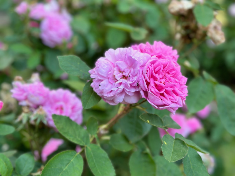 FOTOGALERIE: Růžová zahrada na zámku Nebílovy