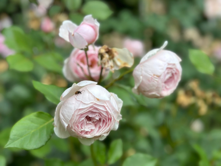 FOTOGALERIE: Růžová zahrada na zámku Nebílovy