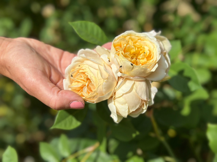 FOTOGALERIE: Růžová zahrada na zámku Nebílovy