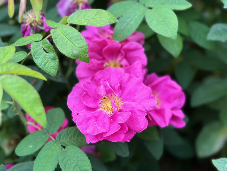 FOTOGALERIE: Růžová zahrada na zámku Nebílovy