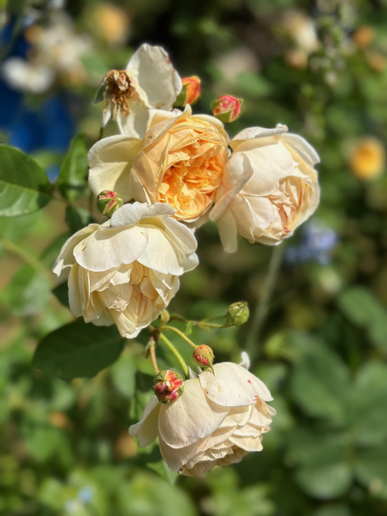 FOTOGALERIE: Růžová zahrada na zámku Nebílovy