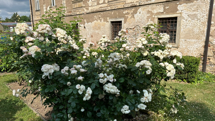 FOTOGALERIE: Růžová zahrada na zámku Nebílovy