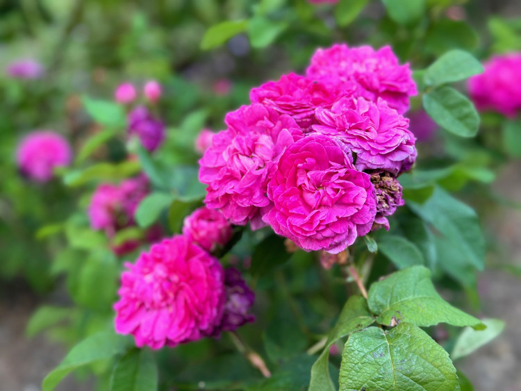 FOTOGALERIE: Růžová zahrada na zámku Nebílovy