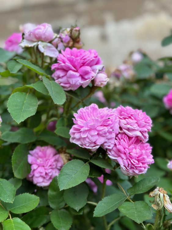 FOTOGALERIE: Růžová zahrada na zámku Nebílovy