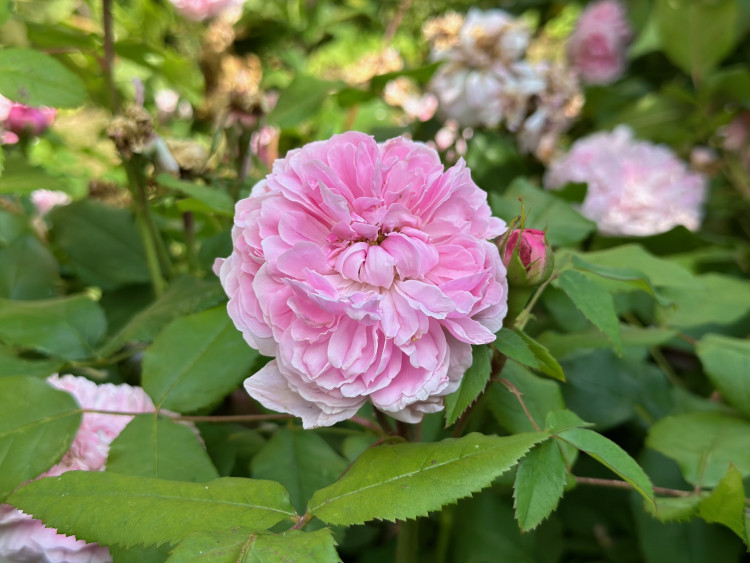 FOTOGALERIE: Růžová zahrada na zámku Nebílovy