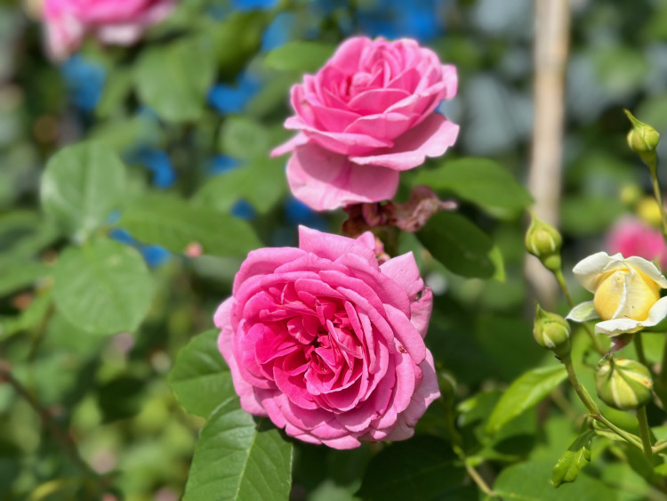 FOTOGALERIE: Růžová zahrada na zámku Nebílovy