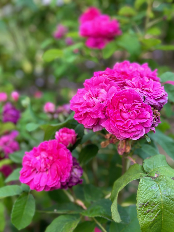 FOTOGALERIE: Růžová zahrada na zámku Nebílovy