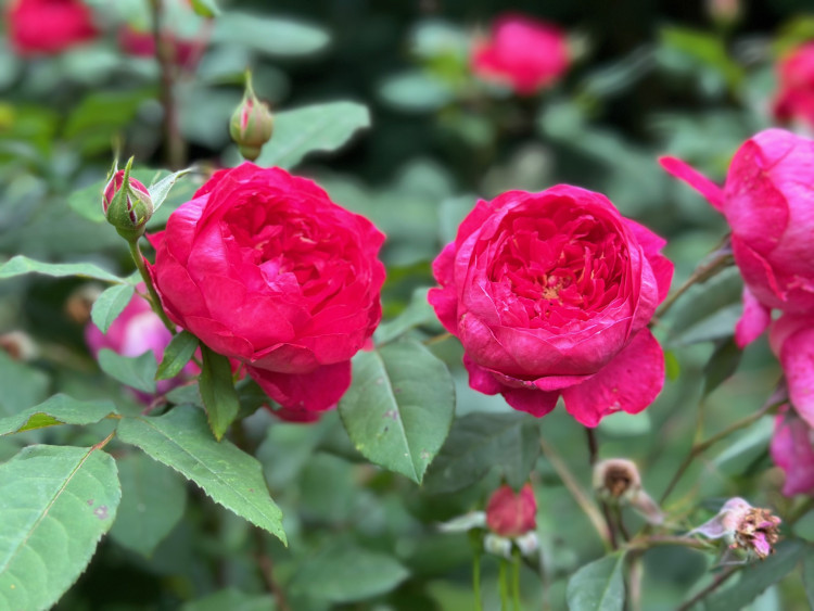 FOTOGALERIE: Růžová zahrada na zámku Nebílovy