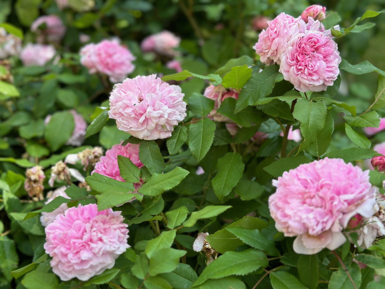 FOTOGALERIE: Růžová zahrada na zámku Nebílovy