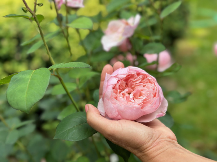 FOTOGALERIE: Růžová zahrada na zámku Nebílovy