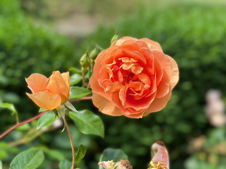 FOTOGALERIE: Růžová zahrada na zámku Nebílovy