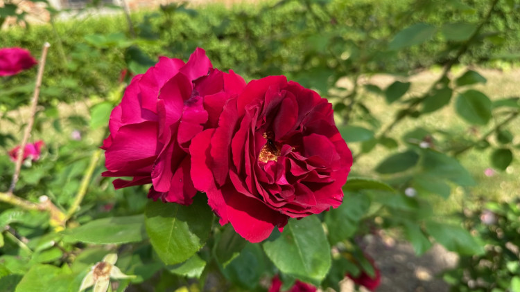 FOTOGALERIE: Růžová zahrada na zámku Nebílovy