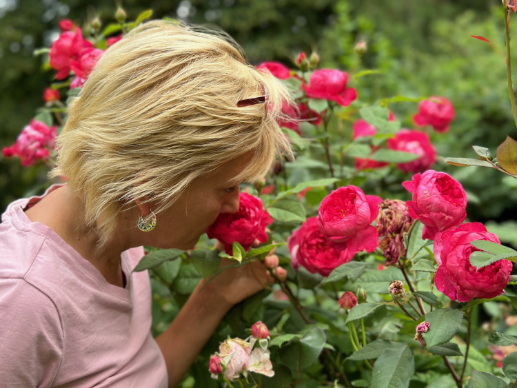 FOTOGALERIE: Růžová zahrada na zámku Nebílovy