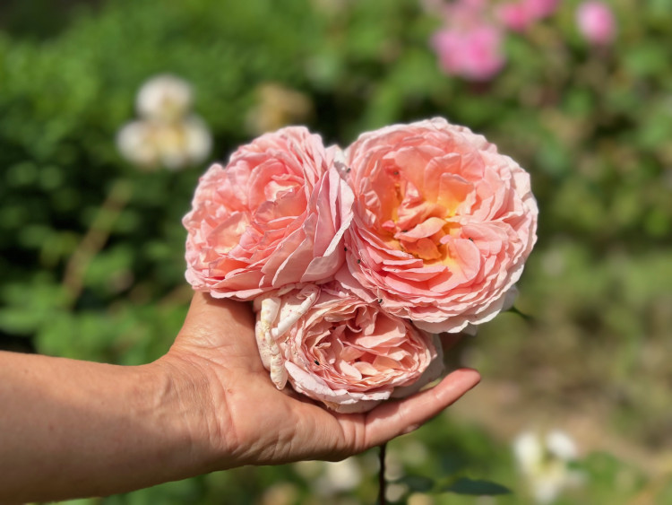 FOTOGALERIE: Růžová zahrada na zámku Nebílovy