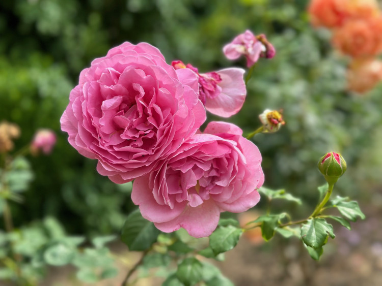 FOTOGALERIE: Růžová zahrada na zámku Nebílovy