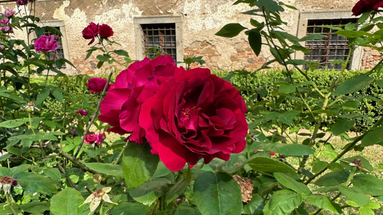 FOTOGALERIE: Růžová zahrada na zámku Nebílovy