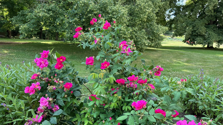 FOTOGALERIE: Růžová zahrada na zámku Nebílovy