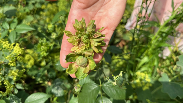 FOTOGALERIE: Růžová zahrada na zámku Nebílovy